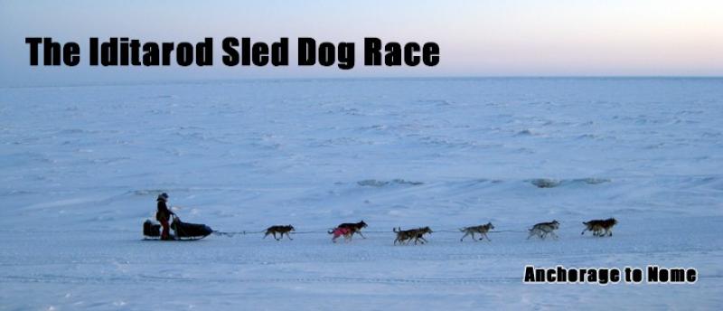 The Iditarod Dog Sled Race